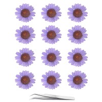 Purple Dried Daisy Pressed Flowers - Youthbro 60Pcs Real Nature Flowers Set For Resin Diy Jewelry Candle Soap Vase Making Nail Card Scrapbook Art Craft Floral Decors