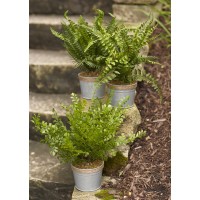 Potted Fern Plant Set of 3