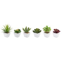 Potted Succulent Set of 6