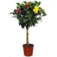 Braided Hibiscus Tree Mixed 3 To 4 Flower Colors Overall Height 36 To 42 Tropical Plants Of Florida Plant Only