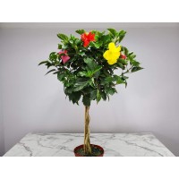 Braided Hibiscus Tree Mixed 3 To 4 Flower Colors Overall Height 36 To 42 Tropical Plants Of Florida Plant Only