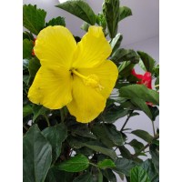 Braided Hibiscus Tree Mixed 3 To 4 Flower Colors Overall Height 36 To 42 Tropical Plants Of Florida Plant Only