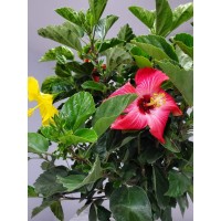 Braided Hibiscus Tree Mixed 3 To 4 Flower Colors Overall Height 36 To 42 Tropical Plants Of Florida Plant Only