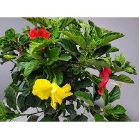 Braided Hibiscus Tree Mixed 3 To 4 Flower Colors Overall Height 36 To 42 Tropical Plants Of Florida Plant Only