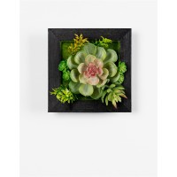 Succulent Wall Box Set of 6