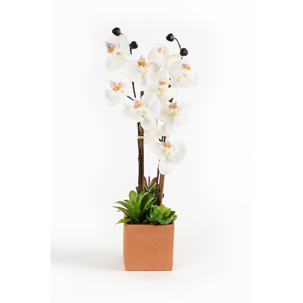 Potted Orchid Succulent Arrangement Set Of 2