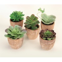 Potted Succulent Set Of 5