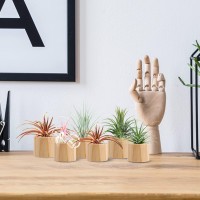 Set Of 6 Wood Air Plant Holder 2 Sizes Rustic Style Air Plant Pots Indoor Decorative Air Plants Display Containers Table Center