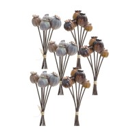 Poppy Pod Bundle Set of 6