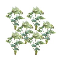 Caladium Bush Set of 6