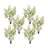 Fern Bundle Set of 6