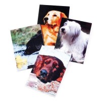 Us Toy Company 1235 Dog Memo Pads