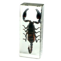 Realbug Black Scorpion Paperweight 44X16X11