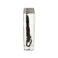 Realbug Black Scorpion Paperweight 44X16X11