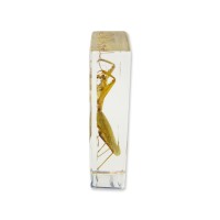 Realbug Praying Mantis Paperweight 1 58 X 4 38 X 1 18