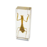 Realbug Praying Mantis Paperweight 1 58 X 4 38 X 1 18