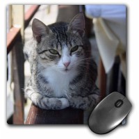 3Drose Cute Tabby Cat - Sitting On The Fence - Mouse Pad  8 By 8 Inches (Mp_195377_1)