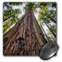 3Drose Roosevelt Grove  Humboldt Redwoods State Park  California Mouse Pad  8