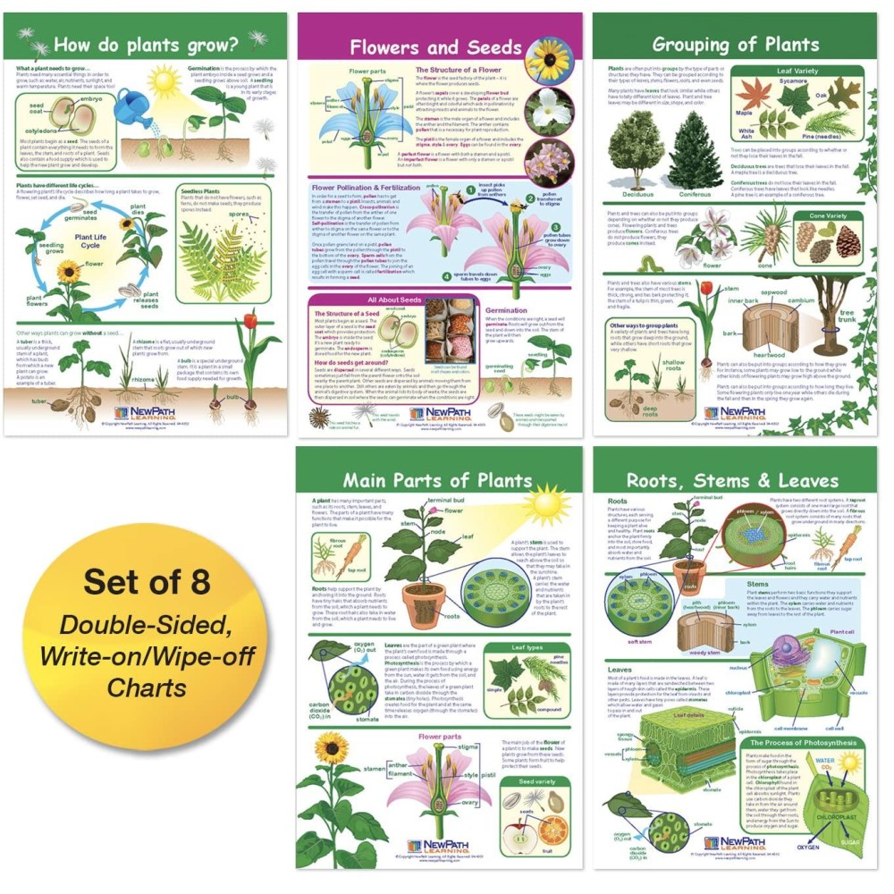 Newpath Learning943501 All About Plants Bulletin Board Charts Set Of 5