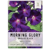 Seed Needs Black Kniolas Morning Glory Seeds 100 Heirloom Seeds For Planting Ipomoea Purpurea Vining Deep Purple Blooms Att