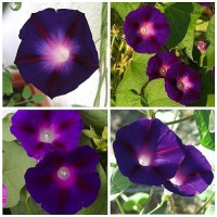 Seed Needs Black Kniolas Morning Glory Seeds 100 Heirloom Seeds For Planting Ipomoea Purpurea Vining Deep Purple Blooms Att