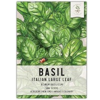 Seed Needs Italian Large Leaf Basil Seeds 500 Heirloom Seeds For Planting Ocimum Basilicum Grow An Indoor Or Outdoor Herb G