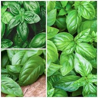 Seed Needs Italian Large Leaf Basil Seeds 500 Heirloom Seeds For Planting Ocimum Basilicum Grow An Indoor Or Outdoor Herb G