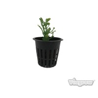 Viagrow V2Net50 Net Pot 2 In 50Pack Black