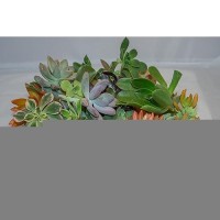 Fatplants 10 Living Succulent Cuttings