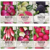 Seed Needs Multicolor Radish Seed Packet Collection 6 Individual Varieties Of Radish Seeds For Planting Nongmo Untreated