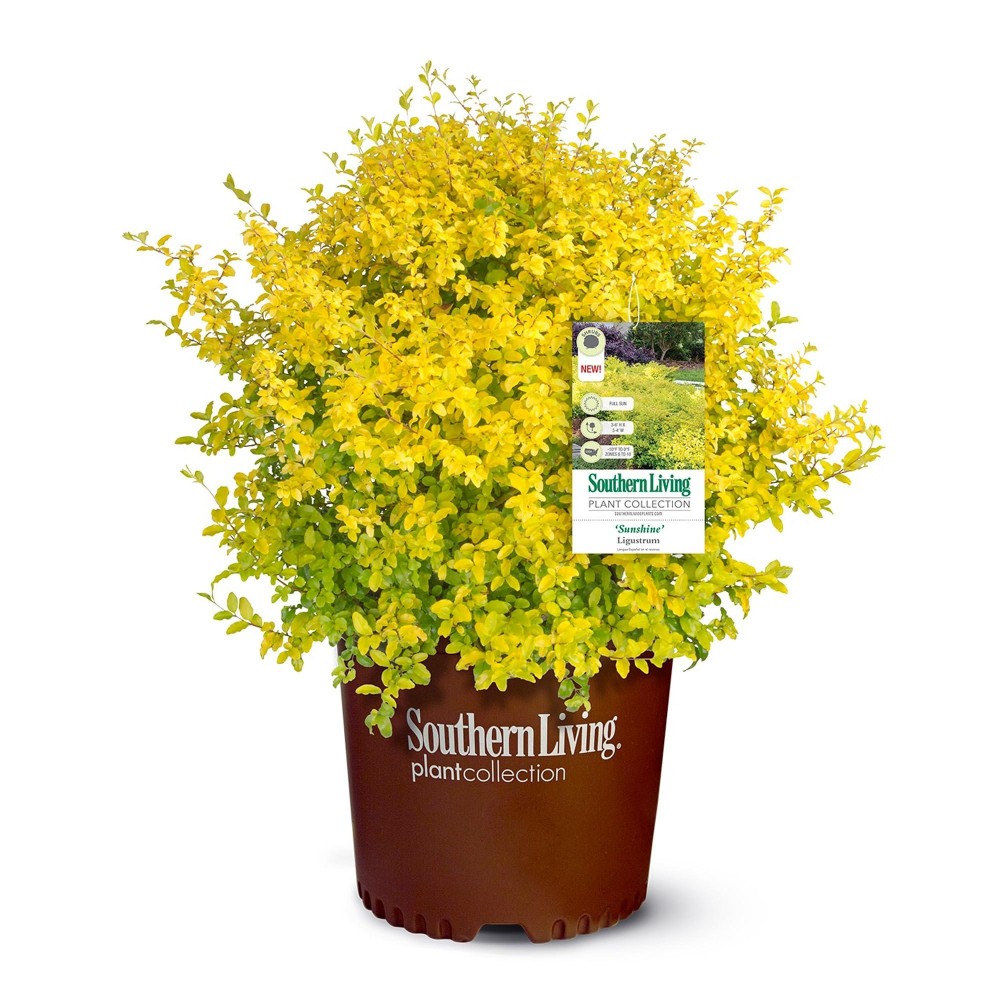 Southern Living Sunshine Ligustrum 2 Gallon