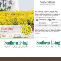 Southern Living Sunshine Ligustrum 2 Gallon