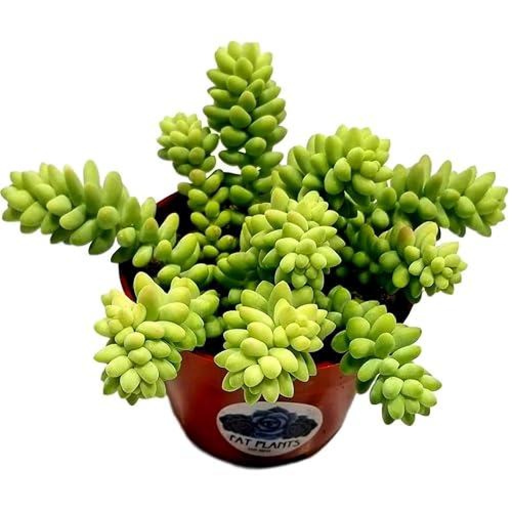 Living Succulent 4 Donkey Tails Fully Rooted Succulents Plants Live Succulent Plants Trailing Hanging Sedum Burrito House P