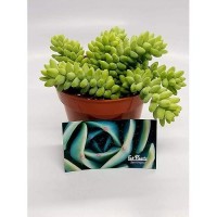 Living Succulent 4 Donkey Tails Fully Rooted Succulents Plants Live Succulent Plants Trailing Hanging Sedum Burrito House P