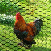 Pvc Hexagonal Poultry Netting Chicken Wire 24 X25 X 1 Mesh 20Ga Black