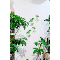 Ivolador 4Pcs Wall Mounted Plant Terrariums Oblate Hanging Glass Propagation Station Container For Propagating Hydroponic Plants