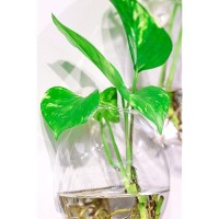 Ivolador 4Pcs Wall Mounted Plant Terrariums Oblate Hanging Glass Propagation Station Container For Propagating Hydroponic Plants