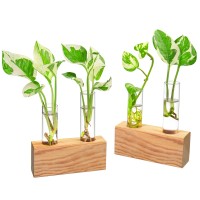 Ivolador Crystal Glass Double Test Tube Plants Terrariums In Wooden Stand Propagation Station For Hydroponic Plants Office Home