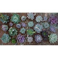 Espoma Organic Cactus Potting Soil Mix Natural Organic Soil For Cactus Succulent Palm And Citrus Grown In Containers Both