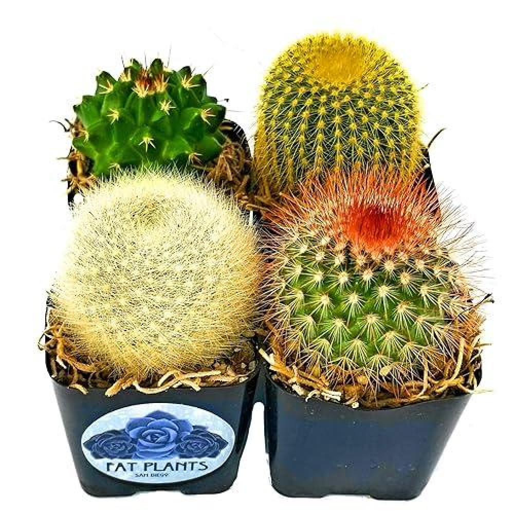 Fatplants Mini Cactus Plants Live Plants 4 Pack Cactus Plant Indoor Live Plants Cacti Plants Live Cactus Decor Succulents P