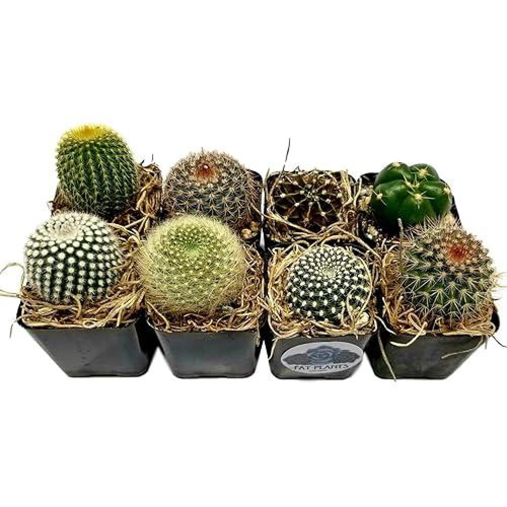 Fat Plants San Diego Mini Cactus Plants In Plastic Planters