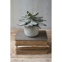 SUCCULENT WITH CEMENT POT