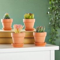 Juvale 2-Inch 16-Pack Small Terracotta Pots With Saucers And Drainage Hole  Paintable Pottery For Succulents  Plants  Flowers  Cactus  Garden Nursery  And Wedding Decor