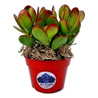 Fat Plants San Diego Succulent Plants Fully Rooted In 4 Inch Planter Pots With Soil Real Live Potted Succulentsunique Indoo