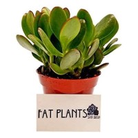 Fat Plants San Diego Succulent Plants Fully Rooted In 4 Inch Planter Pots With Soil Real Live Potted Succulentsunique Indoo