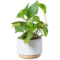 Costa Farms Live Pothos Plant Easy Care Vining Live Indoor Houseplant Air Purifying Trailing Plant Potted In Premium Decor Pot