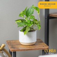 Costa Farms Live Pothos Plant Easy Care Vining Live Indoor Houseplant Air Purifying Trailing Plant Potted In Premium Decor Pot