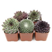 Sempervivum Succulents Plants Live Indoor Plants (5Pk)  Sempervivum Plants Live Houseplants  Hen And Chicks Live Plants Indoor House Plants  Rosette Succulent Plants In Plant Pots By Plants For Pets