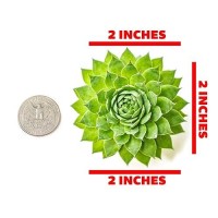 Sempervivum Succulents Plants Live Indoor Plants (5Pk)  Sempervivum Plants Live Houseplants  Hen And Chicks Live Plants Indoor House Plants  Rosette Succulent Plants In Plant Pots By Plants For Pets