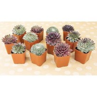 Sempervivum Succulents Plants Live Indoor Plants (5Pk)  Sempervivum Plants Live Houseplants  Hen And Chicks Live Plants Indoor House Plants  Rosette Succulent Plants In Plant Pots By Plants For Pets